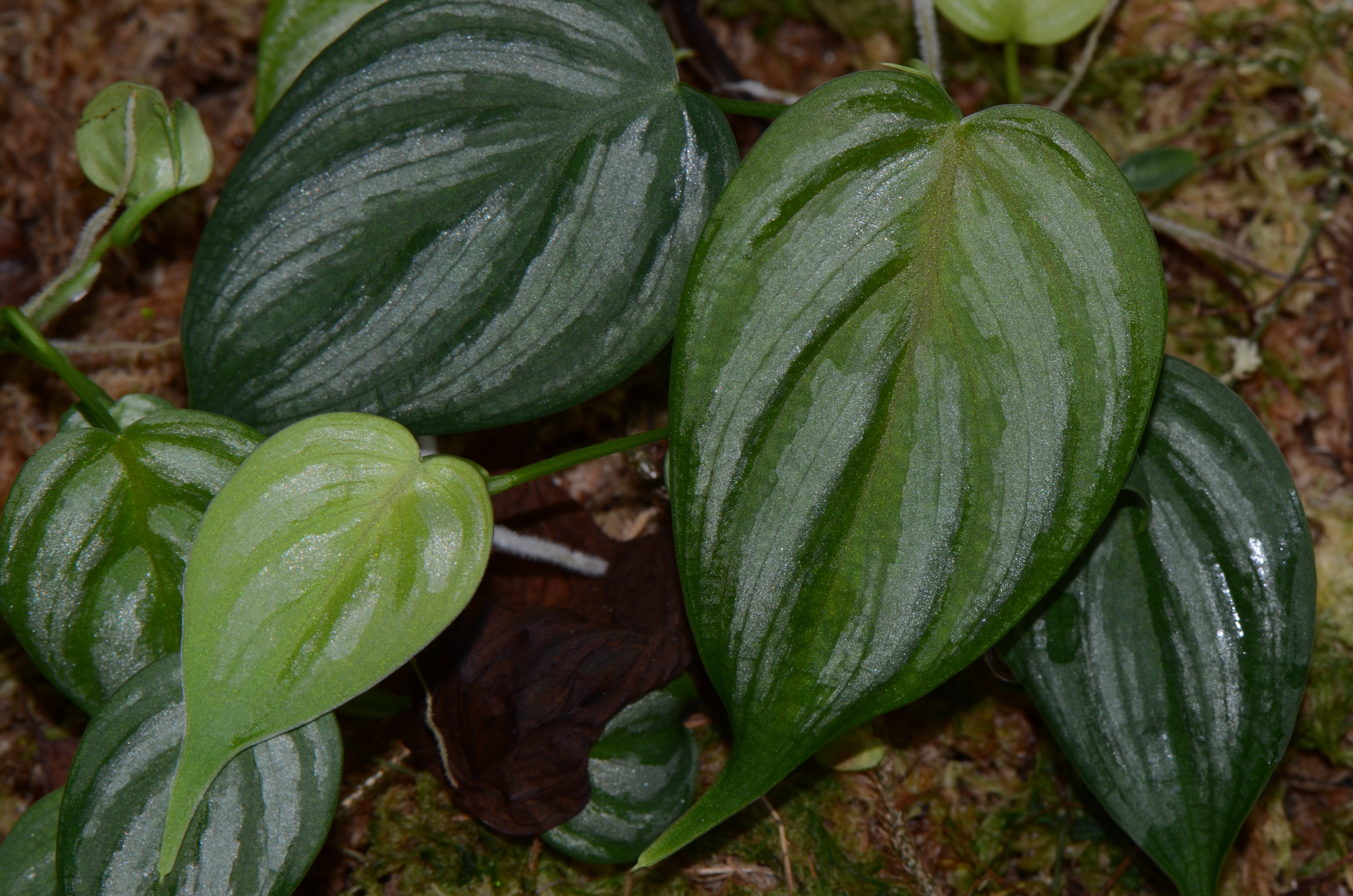 Philodendron aff. brandtianum