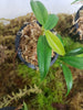 Philodendron aff. brandtianum - Ecuador