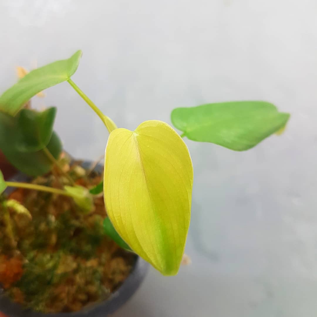 Philodendron aff. pteropus