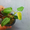 Philodendron aff. pteropus - Mini