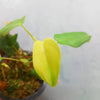 Philodendron aff. pteropus - Mini
