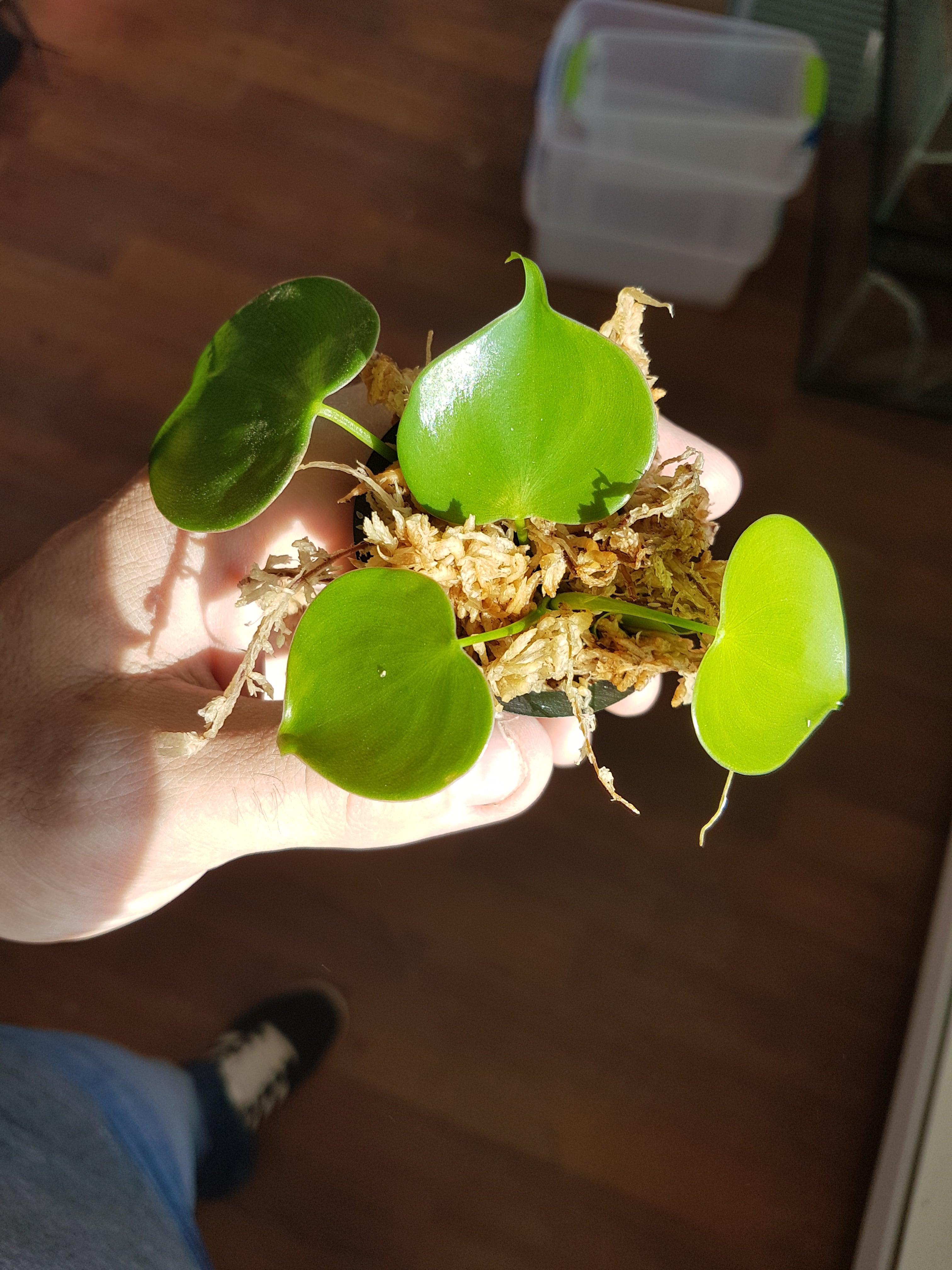 Philodendron grazielae – INDOOR ECOSYSTEMS
