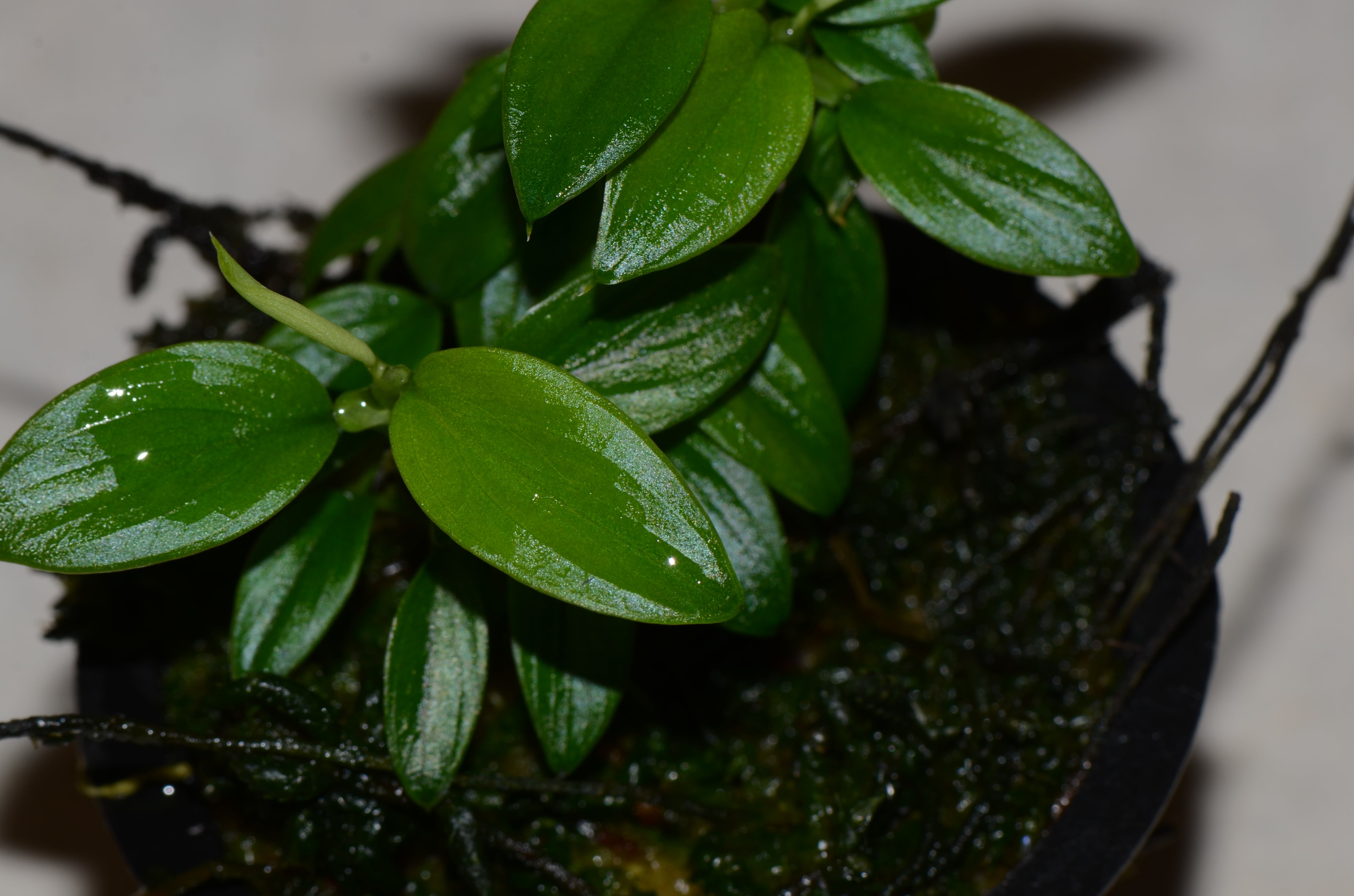 philodendron mini santiago Philodendron sp