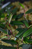 Philodendron pierrelianum - Darkside