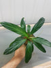 Philodendron aff. ruizii