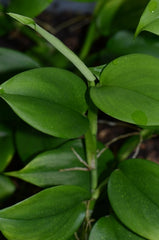 flora of peru araceae philodendron Philodendron sp