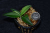 Philodendron sp. - Mini Nauta