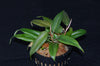 Philodendron sp. Tarapoto