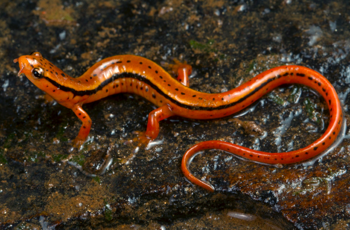 Blue Ridge Two-lined Salamander (Eurycea wilderae) – INDOOR ECOSYSTEMS