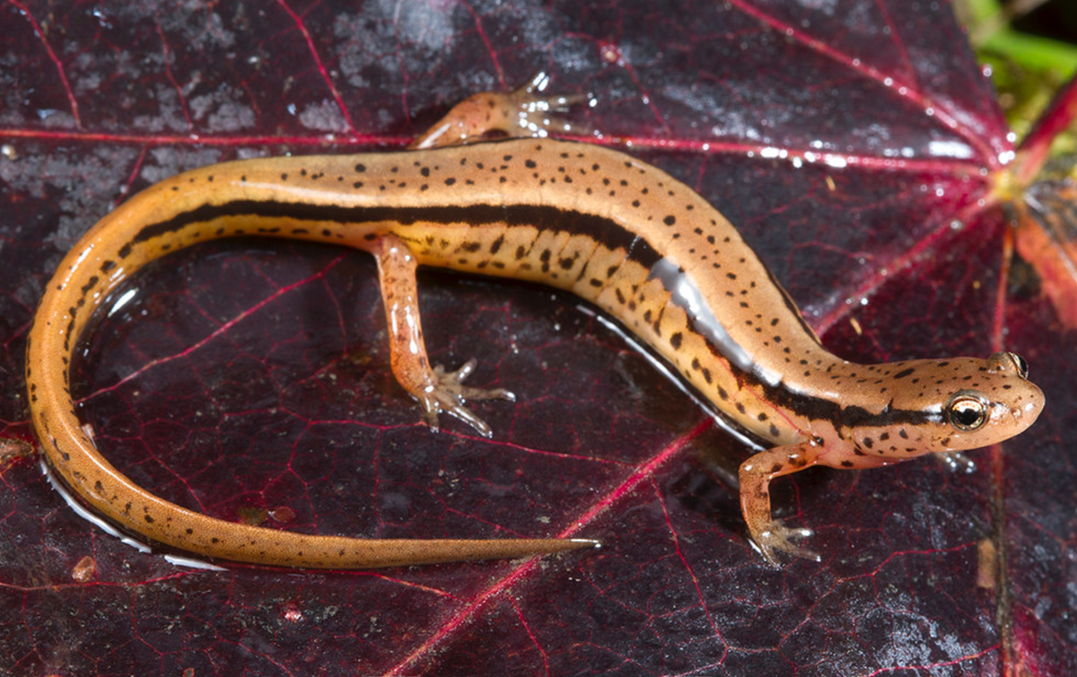 Blue Ridge Two-lined Salamander (Eurycea wilderae) – INDOOR ECOSYSTEMS