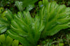 Selaginella aff. speciosa - Saposoa