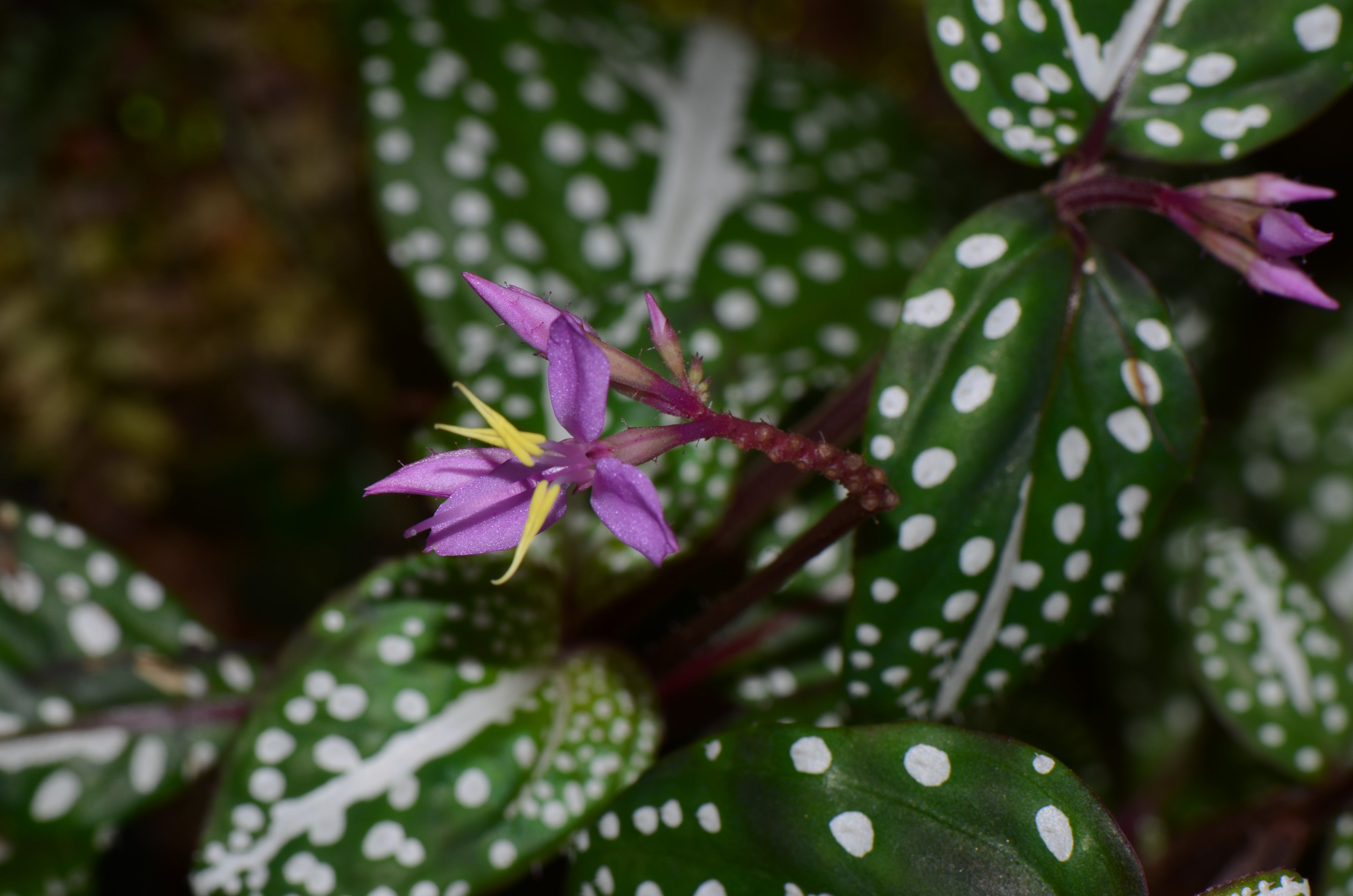 Sonerila sp. White Spot