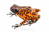 Oophaga sylvatica "Pata Blanca" calling male #04