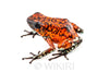 Oophaga sylvatica "Pata Blanca" calling male #05