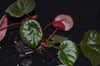 Begonia coriacea