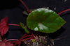 Begonia coriacea