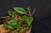 Microgramma aff. pilloseoides - Ecuador