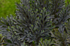 Selaginella erythropus